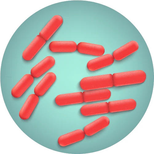 Bacillus indicus