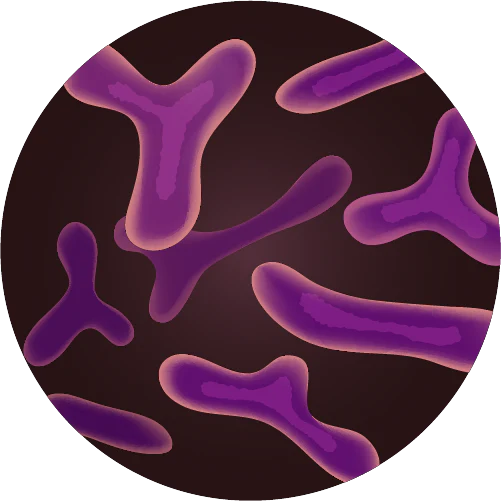 Bifidobacterium infantis