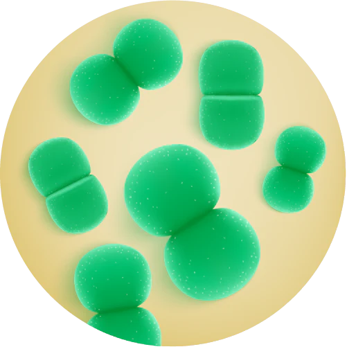 Bacillus subtilis