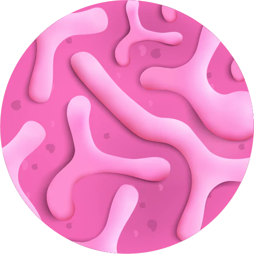 Bifidobacterium bifidum