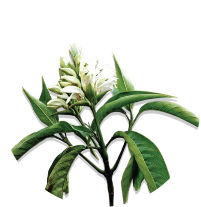 VASAKA (Malabar Nut)