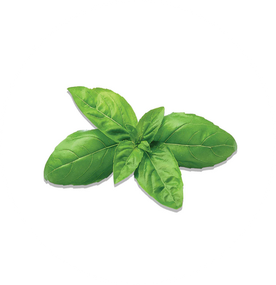 BASIL (Holy Basil / Tulsi)
