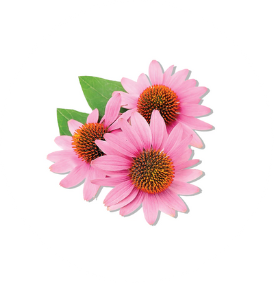 ECHINACEA