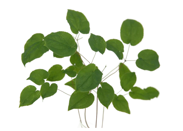 Horny Goat Weed