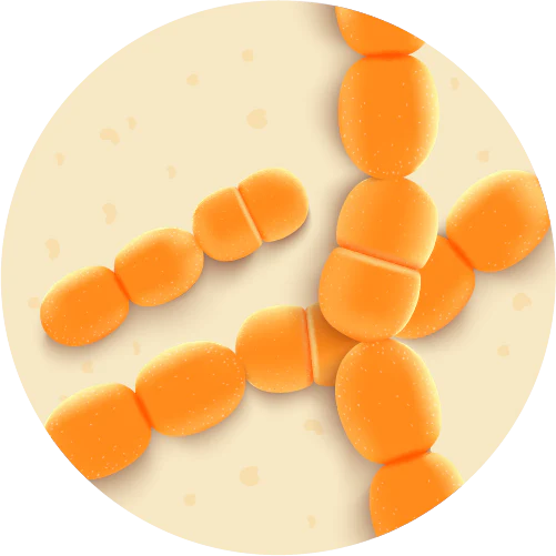 Lactobacillus caucasicus