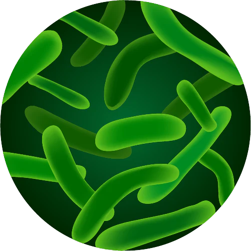 Lactobacillus helveticus