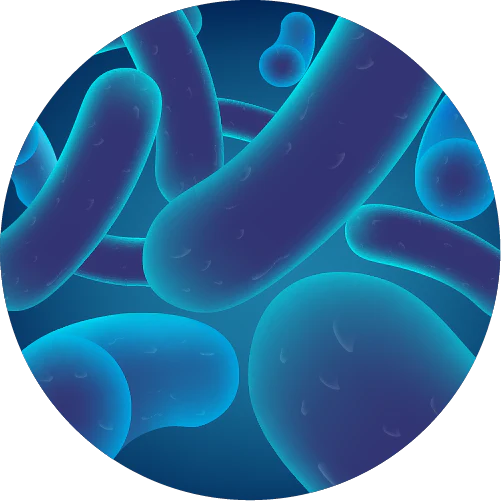 Lactobacillus johnsonii