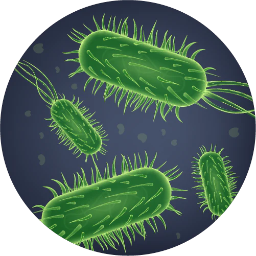 Levilactobacillus brevis