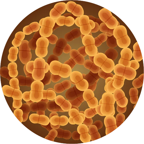 Ligilactobacillus salivarius