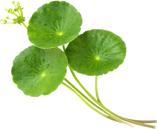 Gotu kola