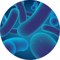 Gut Army
