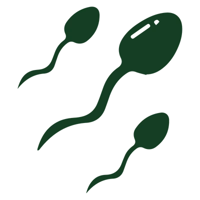 Increased Sperm Count & Enhanced ED Support